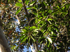 Elaeocarpus kirtonii