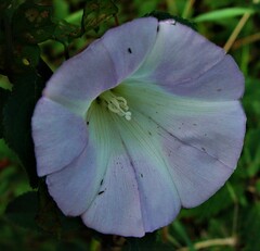 Calystegia sepium roseata