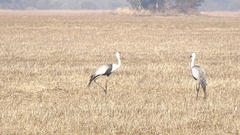 Bugeranus carunculatus