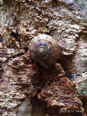 Helicigona lapicida