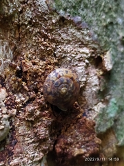 Helicigona lapicida