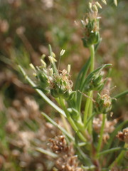 Plantago arenaria