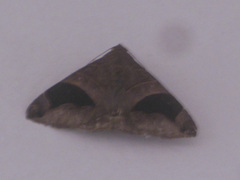 Bastilla joviana