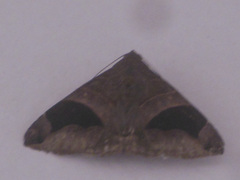 Bastilla joviana