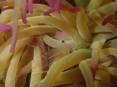 Periclimenes sagittifer