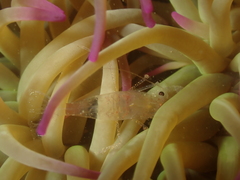 Periclimenes sagittifer