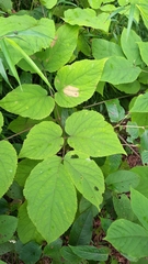 Aralia cordata