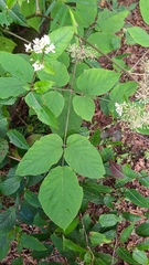 Aralia cordata