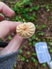 Marasmius