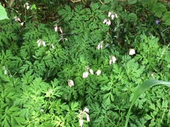 Dicentra formosa