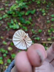 Marasmius