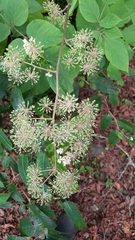 Aralia cordata