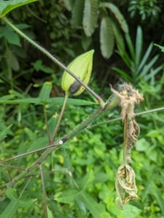 Abelmoschus moschatus