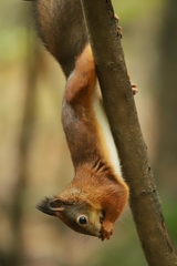 Sciurus vulgaris