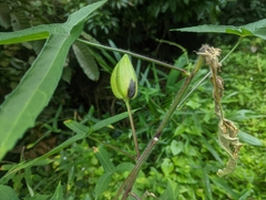 Abelmoschus moschatus