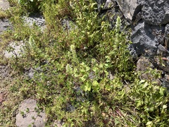 Stachys ocymastrum