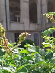 Syrphus