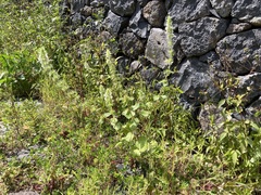 Stachys ocymastrum