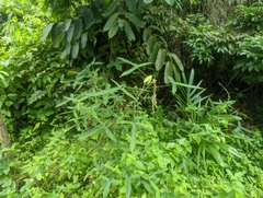 Abelmoschus moschatus