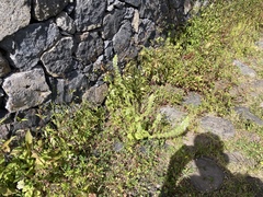 Stachys ocymastrum