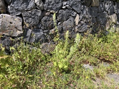 Stachys ocymastrum