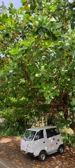 Terminalia catappa