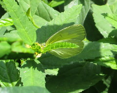Eurema hecabe hecabe