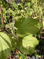 Stachys ocymastrum