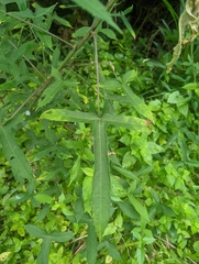 Abelmoschus moschatus