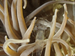 Periclimenes sagittifer