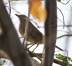 Turdus atrogularis