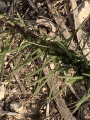 Liatris