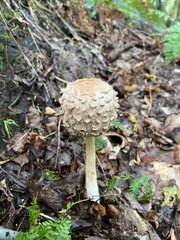 Chlorophyllum olivieri