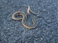 Thamnophis saurita septentrionalis
