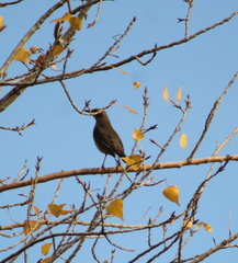 Turdus atrogularis