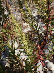 Artemisia verlotiorum