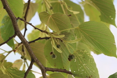 Tilia tuan