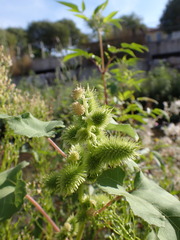 Xanthium orientale italicum
