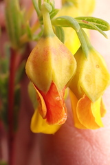 Hermannia aff-denudata