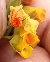 Hermannia aff-denudata