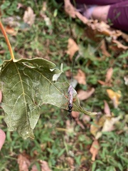 Dolichomitus irritator