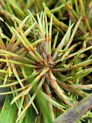Cyperus engelmannii