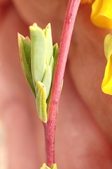 Hermannia aff-denudata