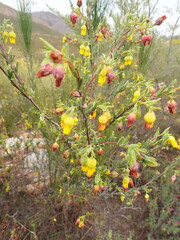 Hermannia aff-denudata