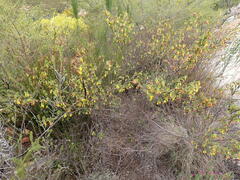 Hermannia aff-denudata