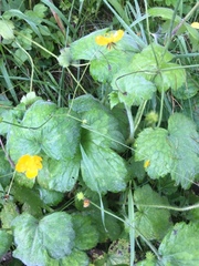 Ranunculus lanuginosus
