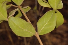 Rubiaceae