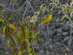 Setophaga petechia aureola