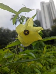 Abelmoschus moschatus