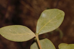 Rubiaceae
